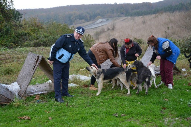 Kartepe Belediyesi Barınaklarına Bakım Yaptı