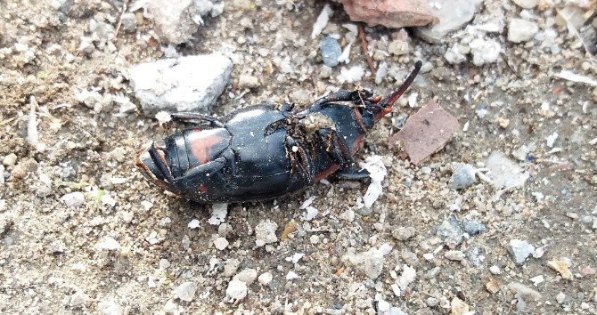 ’Kırmızı Palmiye Böceği’ Şimdi De İzmir’e Dadandı