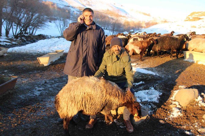 Varto’da Koyun Dağıtımı