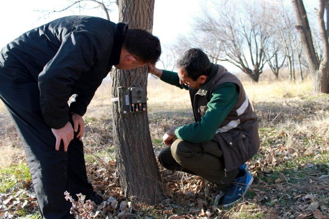 Yaban Hayvanları Foto Kapanla Kaydedilecek