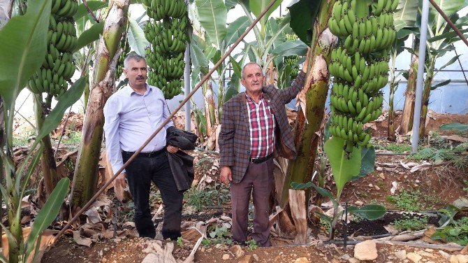 Plastik Sera Projesi Gazipaşa’daki Muz Üreticilerinin Yüzünü Güldürüyor