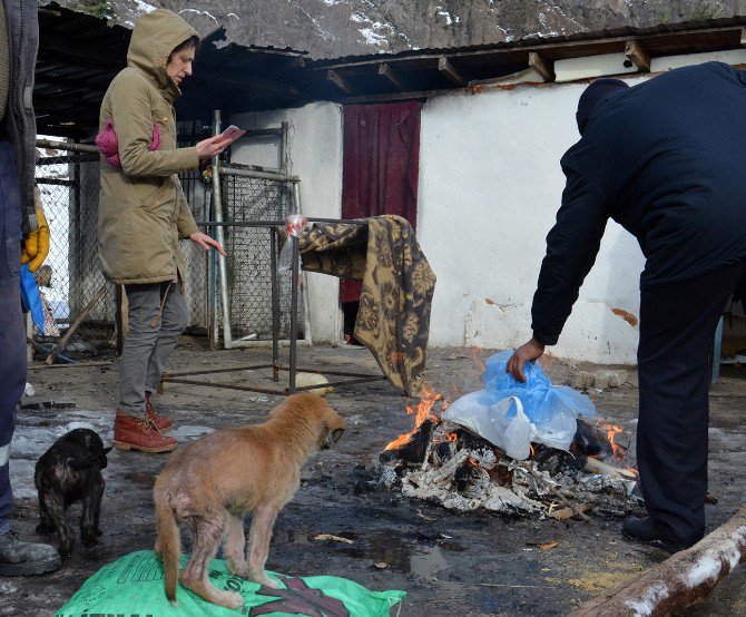 Soğuk Hava Sokak Hayvanlarının Ölümüne Neden Oldu