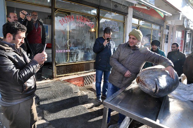 Kars’ta 250 Kiloluk Dev Orkinos İlgi Odağı Oldu