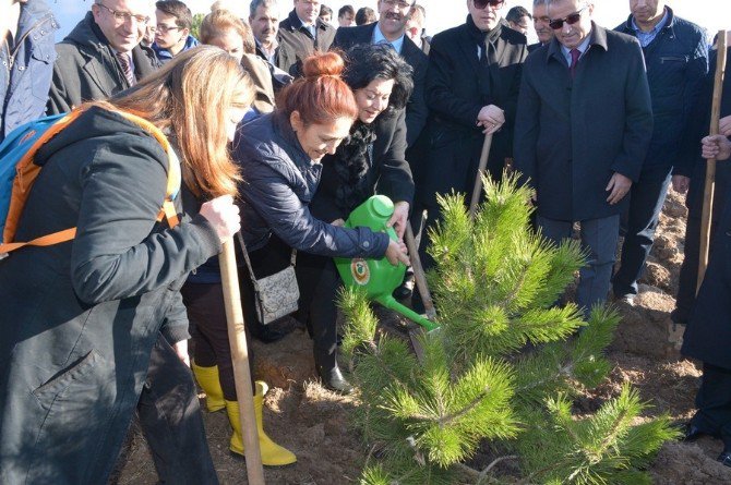 Kırklareli Bereket Ormanı’nda 52 Bin Fidan Toprakla Buluştu