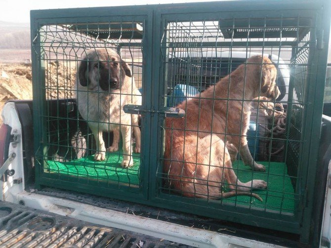 Sokak Köpeklerini Toplayarak Kendi Yaptığı Barınakta Besliyor