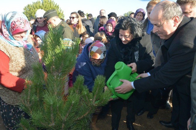 Kırklareli Bereket Ormanı’nda 52 Bin Fidan Toprakla Buluştu