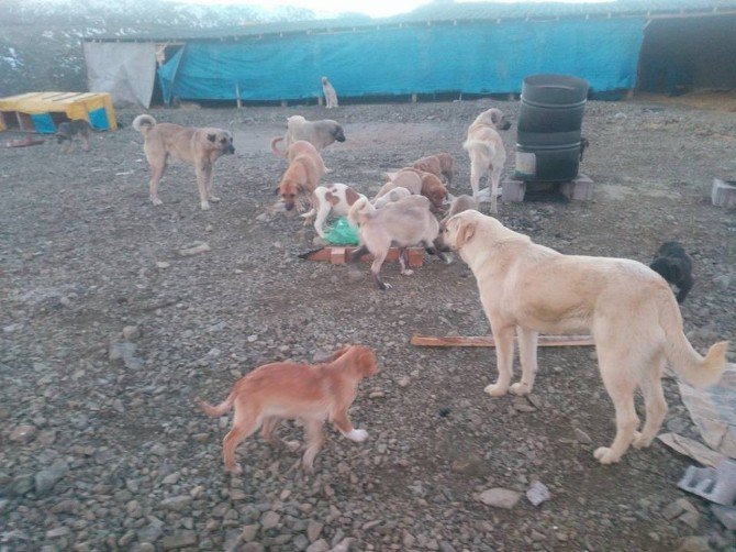 Sokak Köpeklerini Toplayarak Kendi Yaptığı Barınakta Besliyor