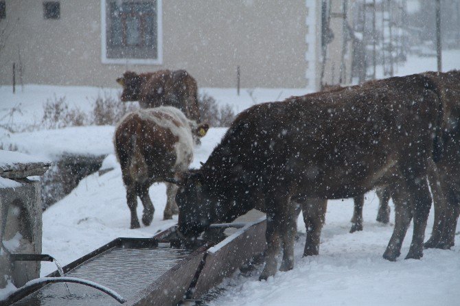 Ardahan’da Soğuk Hava Ve Kar Yağışı