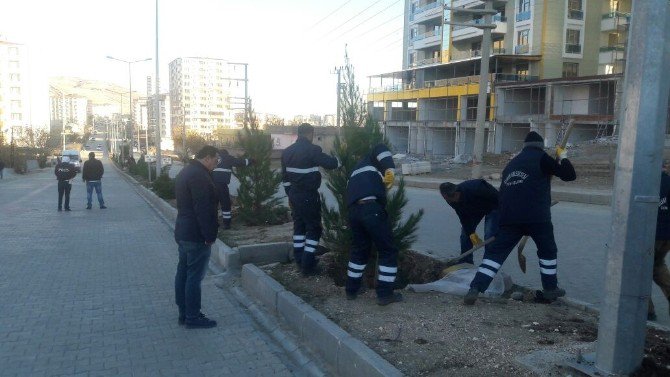 Silvan’ı Ağaçlandırma Projesi