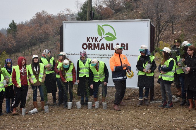 Karabük Kyk Ormanları Yeşeriyor