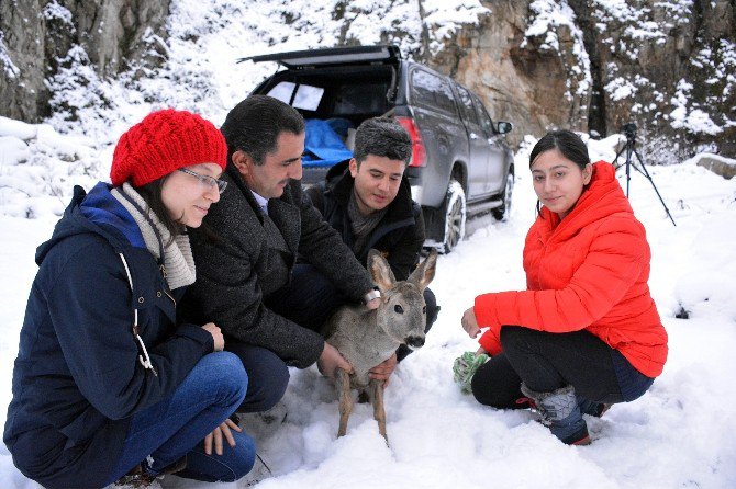 Gümüşhane’de Tedavi Edilen Karaca Doğaya Bırakıldı