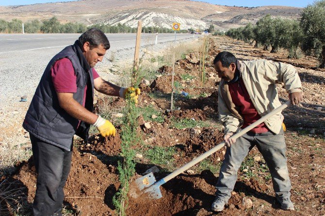 Karayolu Kenarına 10 Bin Adet Fidan Dikiliyor