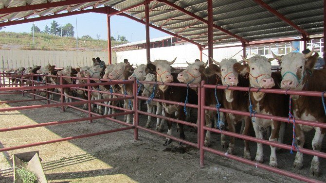 Orman Ve Su İşleri Bakanlığı, Kastamonu Ve Sinop’taki Orman Köylüsüne 6,7 Milyon Tl Katkı Sağladı