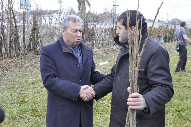 Sinoplu Çiftçilere 10 Bin Adet Ceviz Fidanı Dağıtıldı