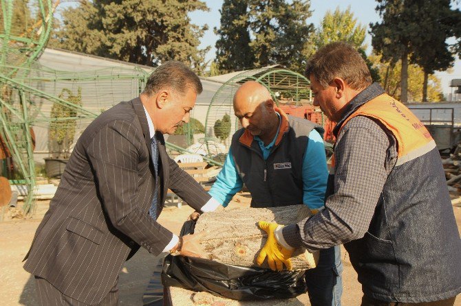 Toroslar Belediyesi, İstiridye Mantarı Üretimine Başladı