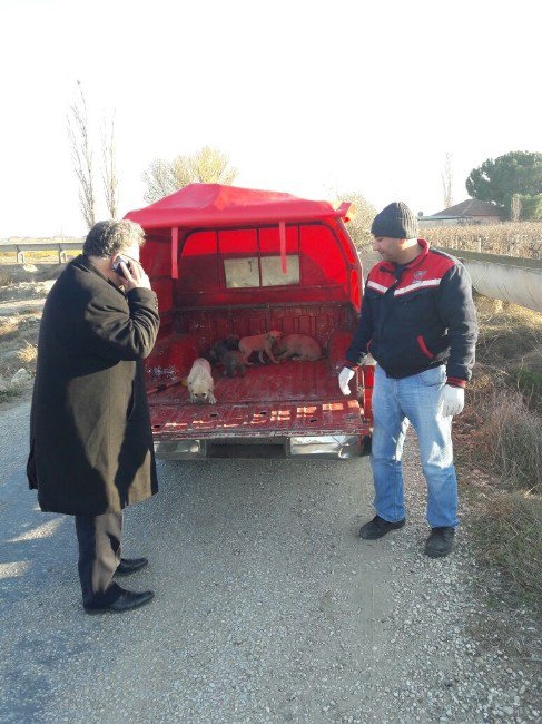 Minik Yavrulara Sahip Çıkıldı