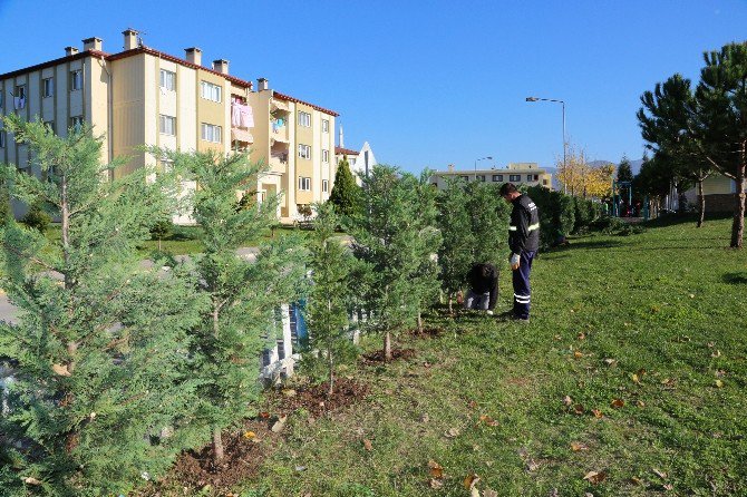 Başiskele’de Ağaçlandırma Çalışmaları Sürüyor