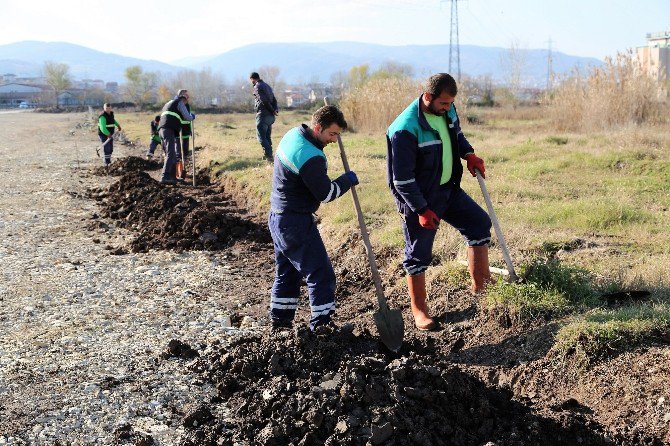 Başiskele’de Ağaçlandırma Çalışmaları Sürüyor