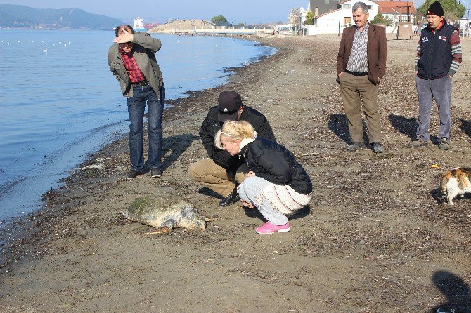 Çanakkale’de Sahile Ölü Caretta Caretta Vurdu