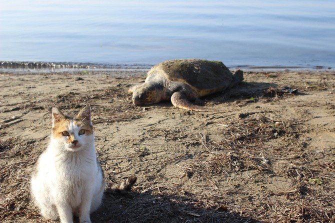 Çanakkale’de Sahile Ölü Caretta Caretta Vurdu