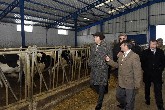 Vali Memiş, Şiran’da Mandıraları Gezdi