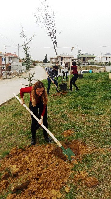 Üniversiteli Öğrenciler Parka Fidan Dikti