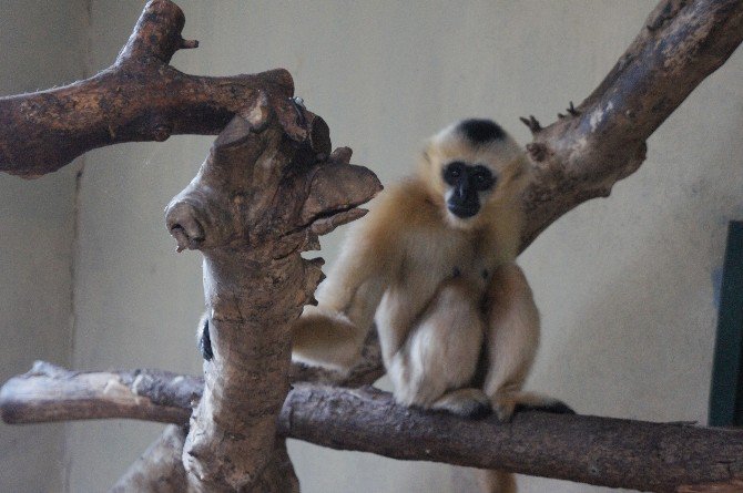 Türkiye’nin İlk Beyaz Yanaklı Gibbon Çifti Darıca’da Buluştu