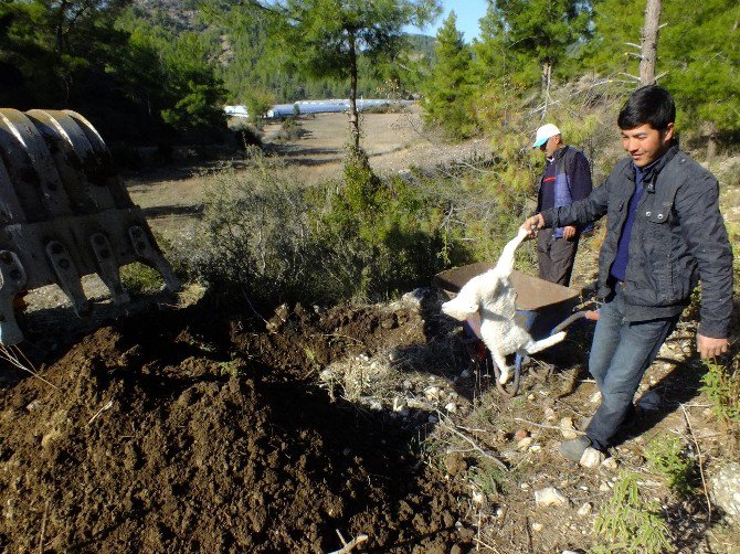 Telef Olan Koyunlarının Arkasından Gözyaşı Döktü