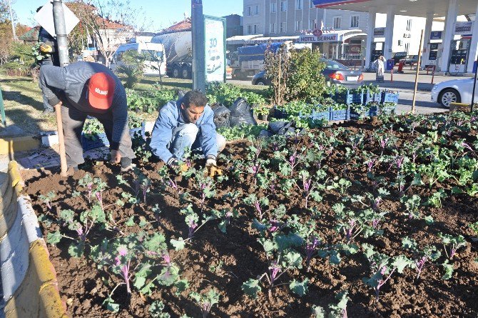 Gölbaşı İlçesinde Kışlık Çiçek Dikimi Başladı