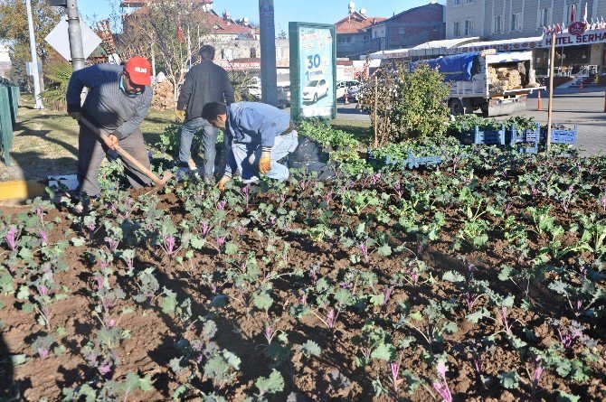 Gölbaşı İlçesinde Kışlık Çiçek Dikimi Başladı