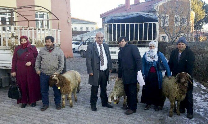 Genç Bayan Çiftçilere Küçükbaş Hayvan Desteği
