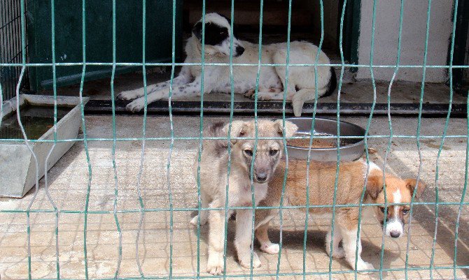 169 Sokak Hayvanına Sıcak Yuva