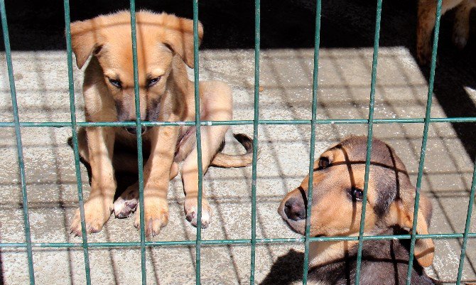 169 Sokak Hayvanına Sıcak Yuva