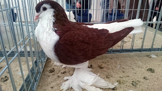 Araba Fiyatına Güvercin