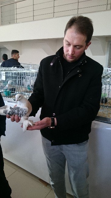 Araba Fiyatına Güvercin