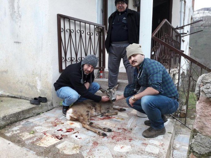 Avcılar Tarafından Vurulan Karaca Tedavi Edildi