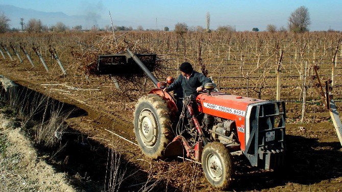 Çekirdeksiz Üzümde Budama Çalışmaları Başladı