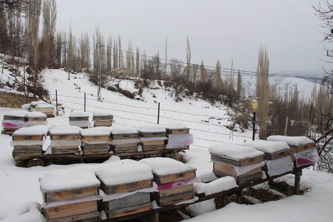 Tasarruf İçin Arılarını Kışlatıyor