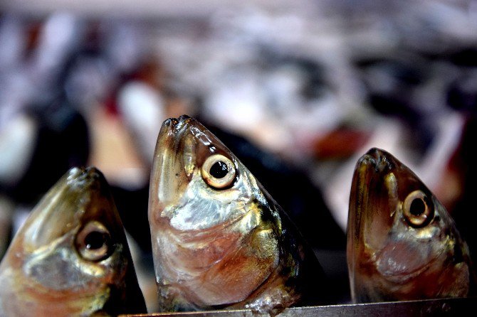 Hamsi Fiyatları Dalgalanıyor