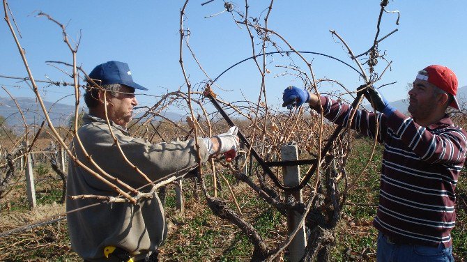 Çekirdeksiz Üzümde Budama Çalışmaları Başladı