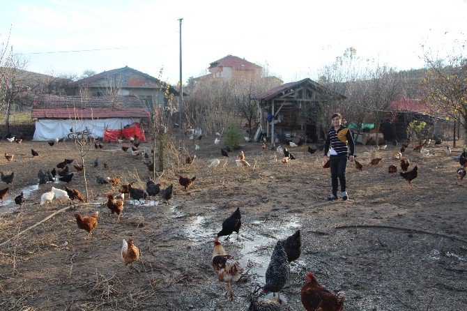 Aile Ekonomisine Tavuk Dopingi