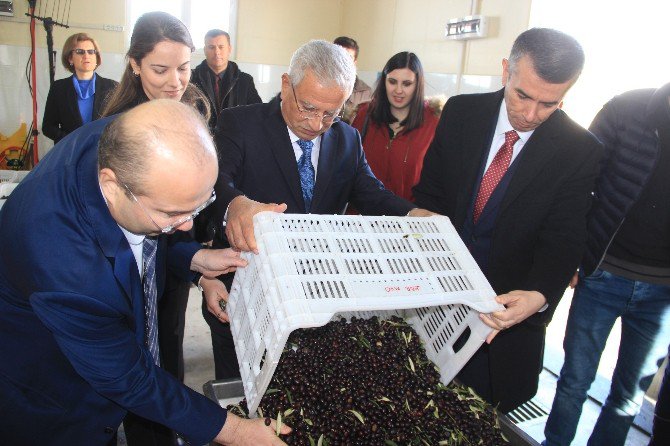 Üniversiteli Zeytinciler İlk Yağlarını Üretti