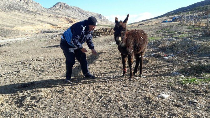 Soğukta Bırakılan Eşeğe Zabıta Sahip Çıktı