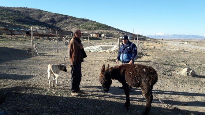 Soğukta Bırakılan Eşeğe Zabıta Sahip Çıktı