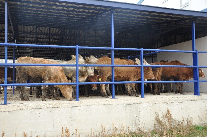 Bozüyük’te Genç Çiftçilere Hibe Desteği