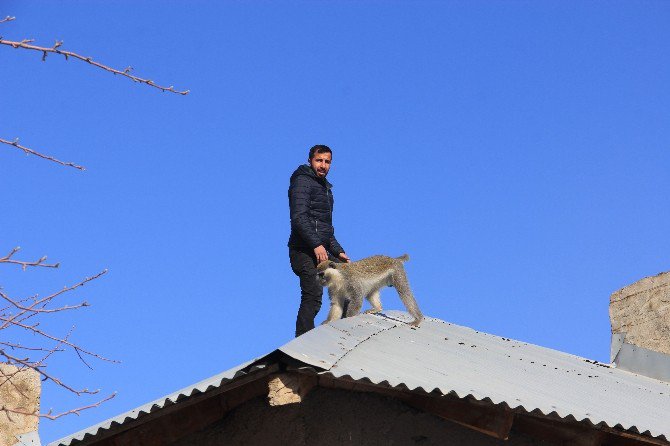 Hakkari’de Maymun Kurtarma Operasyonu