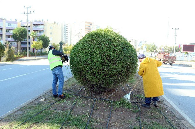 Büyükşehir Belediyesi, Ağaçlara Kış Bakımı Yaptı