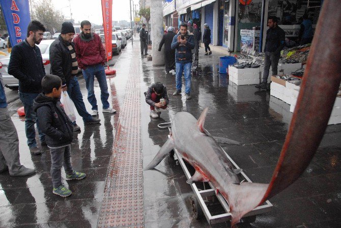 200 Kiloluk Köpek Balığı Görenleri Hayrete Düşürdü