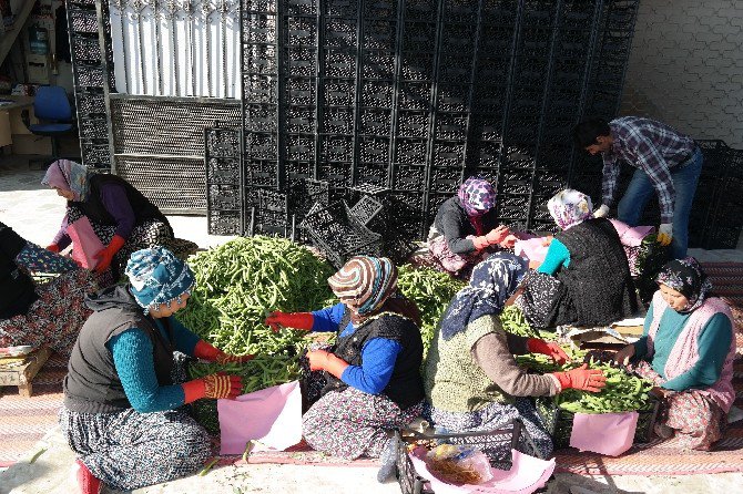 Silifke’den Irak’a Bakla İhracı