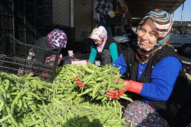 Silifke’den Irak’a Bakla İhracı